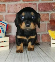 Pita . . . Long Coat, a female Miniature Dachshund for sale in Florence, KY – Photo 3 of 10