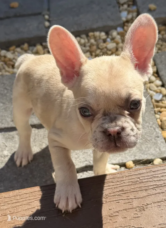 Chai – French Bulldog puppy for sale in Suffolk, VA