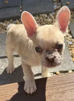 Chai, a female French Bulldog for sale in Suffolk, VA – 1 of 6