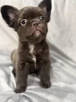 Feliz, a male French Bulldog for sale in Portsmouth, VA – Photo 3 of 8