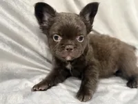 Feliz, a male French Bulldog for sale in Portsmouth, VA – Photo 1 of 8