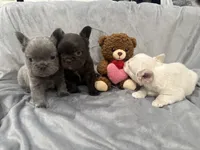 Feliz, a male French Bulldog for sale in Portsmouth, VA – Photo 6 of 8