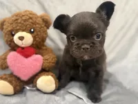 Feliz, a male French Bulldog for sale in Portsmouth, VA – Photo 5 of 8