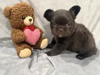 Feliz, a male French Bulldog for sale in Portsmouth, VA – Photo 4 of 8