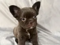 Feliz, a male French Bulldog for sale in Portsmouth, VA – Photo 2 of 8