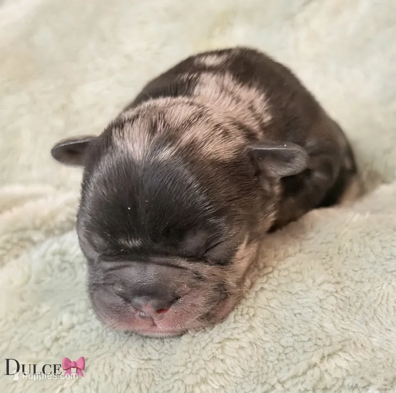 Dulce – French Bulldog puppy for sale in Portsmouth, VA