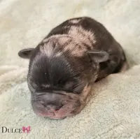 Dulce, a female French Bulldog for sale in Portsmouth, VA – 1 of 5