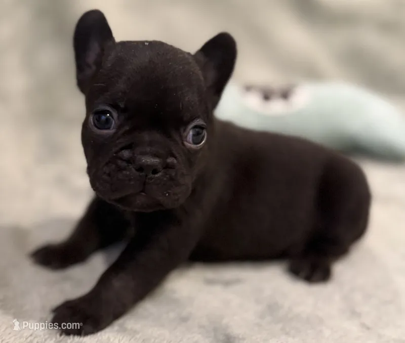 Hershey – French Bulldog puppy for sale in Portsmouth, VA