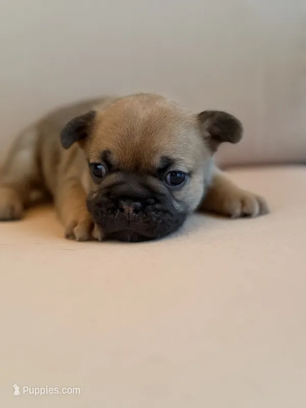 Mocha – French Bulldog puppy for sale in Suffolk, VA