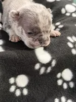 Orion, a male French Bulldog for sale in Portsmouth, VA – Photo 4 of 6