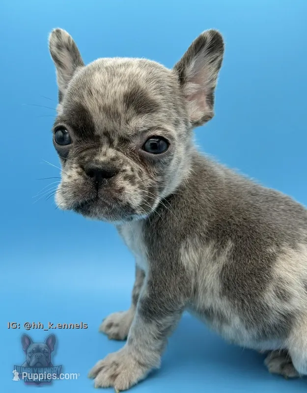 Orion – French Bulldog puppy for sale in Portsmouth, VA