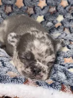 Orion, a male French Bulldog for sale in Portsmouth, VA – Photo 6 of 8