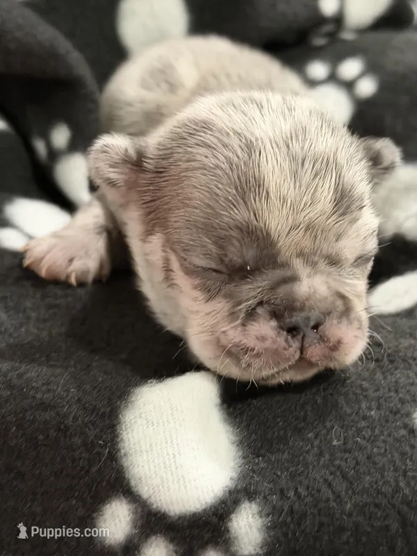 Orion, a male French Bulldog for sale in Portsmouth, VA – Photo 1 of 6