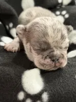 Orion, a male French Bulldog for sale in Portsmouth, VA – Photo 1 of 6