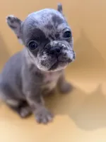 Orion, a male French Bulldog for sale in Portsmouth, VA – Photo 2 of 8