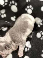 Orion, a male French Bulldog for sale in Portsmouth, VA – Photo 5 of 6