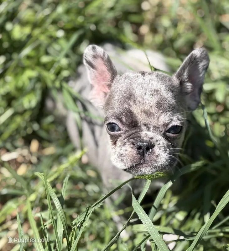 Orion – French Bulldog puppy for sale in Portsmouth, VA