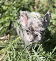 Orion, a male French Bulldog for sale in Portsmouth, VA – Photo 1 of 8