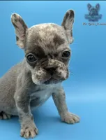 Orion, a male French Bulldog for sale in Portsmouth, VA – Photo 3 of 8