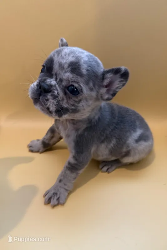 Orion – French Bulldog puppy for sale in Portsmouth, VA