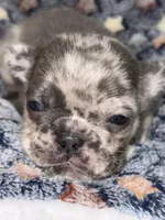 Orion, a male French Bulldog for sale in Portsmouth, VA – Photo 4 of 8