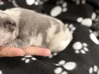 Orion, a male French Bulldog for sale in Portsmouth, VA – Photo 3 of 6