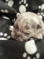 Orion, a male French Bulldog for sale in Portsmouth, VA – Photo 2 of 6