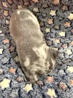 Orion, a male French Bulldog for sale in Portsmouth, VA – Photo 7 of 8