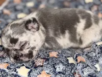 Orion, a male French Bulldog for sale in Portsmouth, VA – Photo 5 of 8