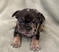 Dulce, a female French Bulldog for sale in Portsmouth, VA – 5 of 10