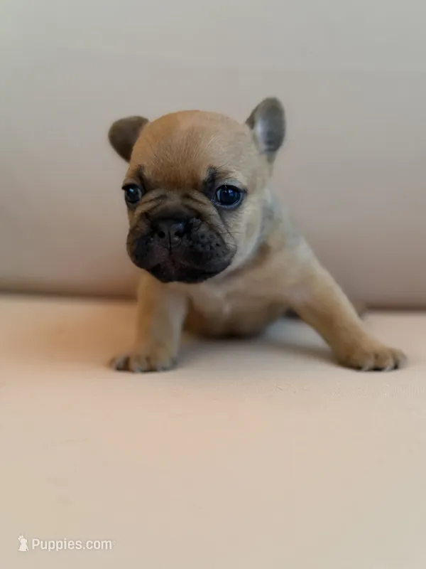 Latte – French Bulldog puppy for sale in Suffolk, VA