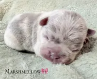 Marshmellow, a female French Bulldog for sale in Portsmouth, VA – 1 of 4