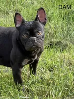 Hershey, a female French Bulldog for sale in Portsmouth, VA – 4 of 5