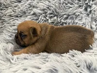 Latte, a female French Bulldog for sale in Suffolk, VA – 2 of 2