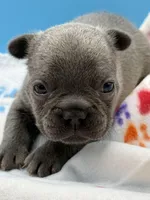 Neptune, a male French Bulldog for sale in Portsmouth, VA – Photo 4 of 7