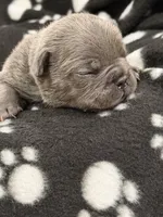 Neptune, a male French Bulldog for sale in Portsmouth, VA – Photo 4 of 7