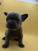 Neptune, a male French Bulldog for sale in Portsmouth, VA – Photo 1 of 7