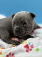 Neptune, a male French Bulldog for sale in Portsmouth, VA – Photo 6 of 7