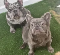 Neptune, a male French Bulldog for sale in Portsmouth, VA – Photo 7 of 7