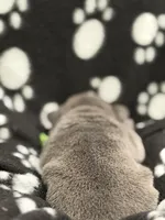 Neptune, a male French Bulldog for sale in Portsmouth, VA – Photo 6 of 7