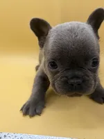 Neptune, a male French Bulldog for sale in Portsmouth, VA – Photo 2 of 7