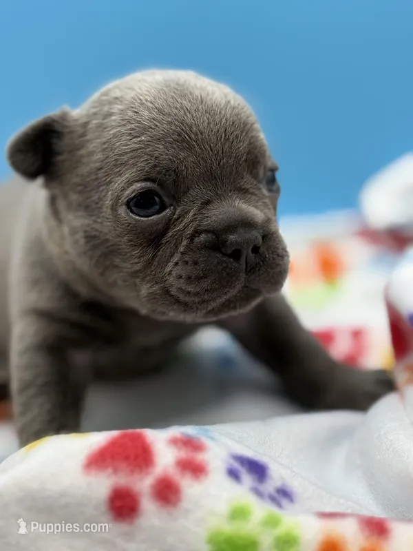 Neptune – French Bulldog puppy for sale in Portsmouth, VA