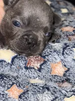 Neptune, a male French Bulldog for sale in Portsmouth, VA – Photo 5 of 7