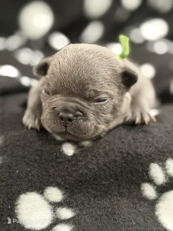 Neptune, a male French Bulldog for sale in Portsmouth, VA – Photo 1 of 7