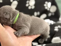 Neptune, a male French Bulldog for sale in Portsmouth, VA – Photo 5 of 7