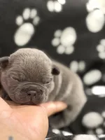 Neptune, a male French Bulldog for sale in Portsmouth, VA – Photo 2 of 7