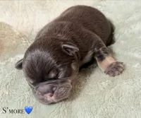 S’more, a male French Bulldog for sale in Portsmouth, VA – 1 of 5
