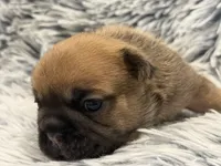 Mocha, a female French Bulldog for sale in Suffolk, VA – 2 of 2