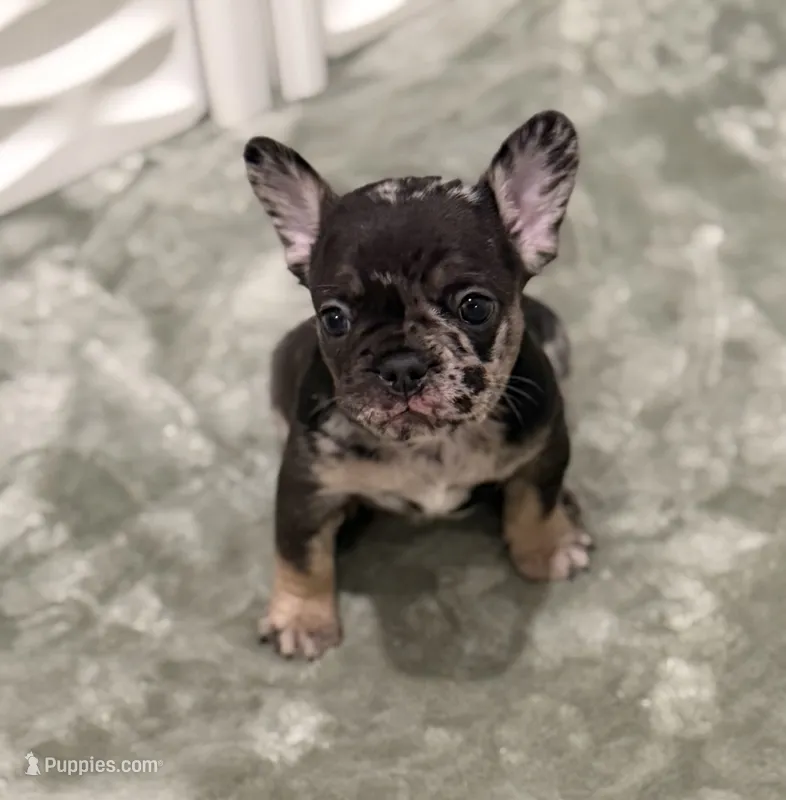 Dulce – French Bulldog puppy for sale in Portsmouth, VA