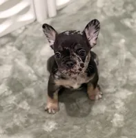 Dulce, a female French Bulldog for sale in Portsmouth, VA – 3 of 10